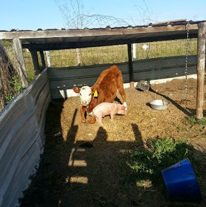 Meet your Posher, Mario